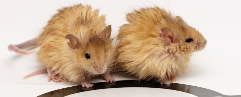 Could Woolly Mammoths Be Brought Back by Mice?