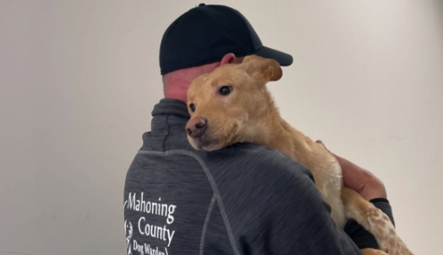 Lost to Loved: How Animal Charities Transform Lives