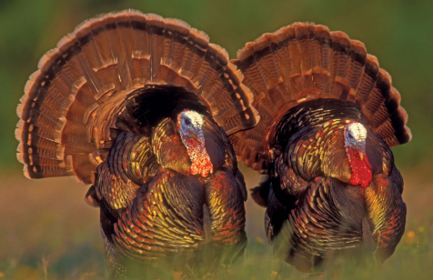 Strange Thanksgiving Traditions and Their Origins